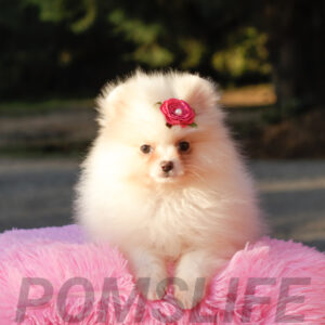 F 3m PomsLife