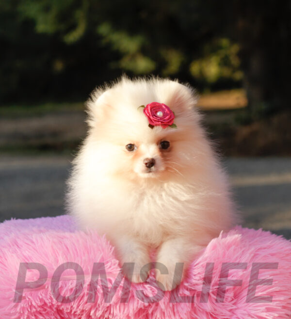 F 3m PomsLife