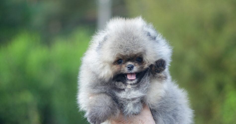 spitz-alemao-pomslife
